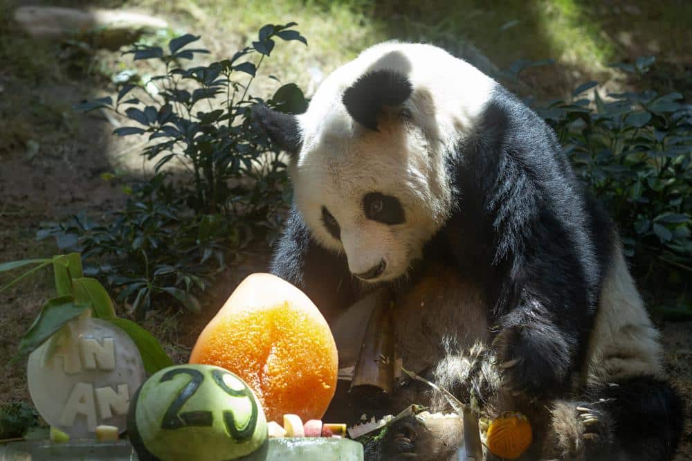 World's Oldest Giant Panda Dies at Age 35
