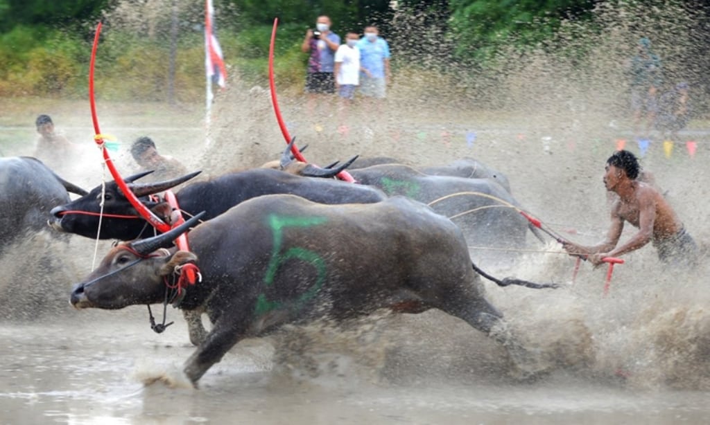 Thailand Holds 140 Year-Old Buffalo Races