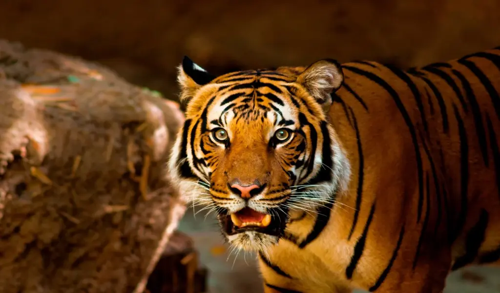 Thailand Has More Wild Tigers Than Any Other Southeast Asian Country