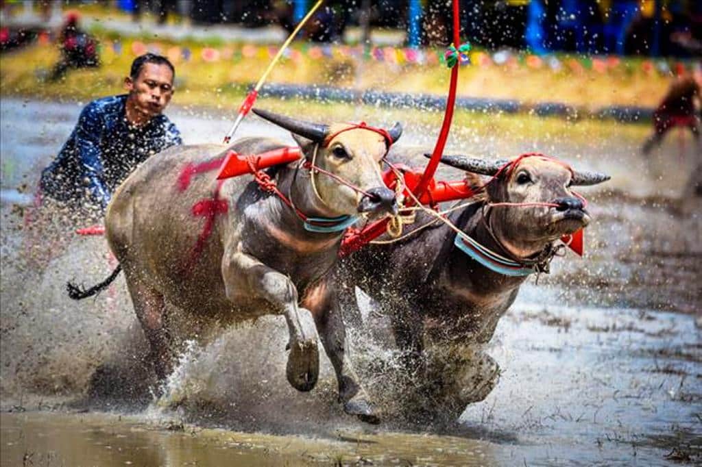 Thailand Holds 140 Year-Old Buffalo Races