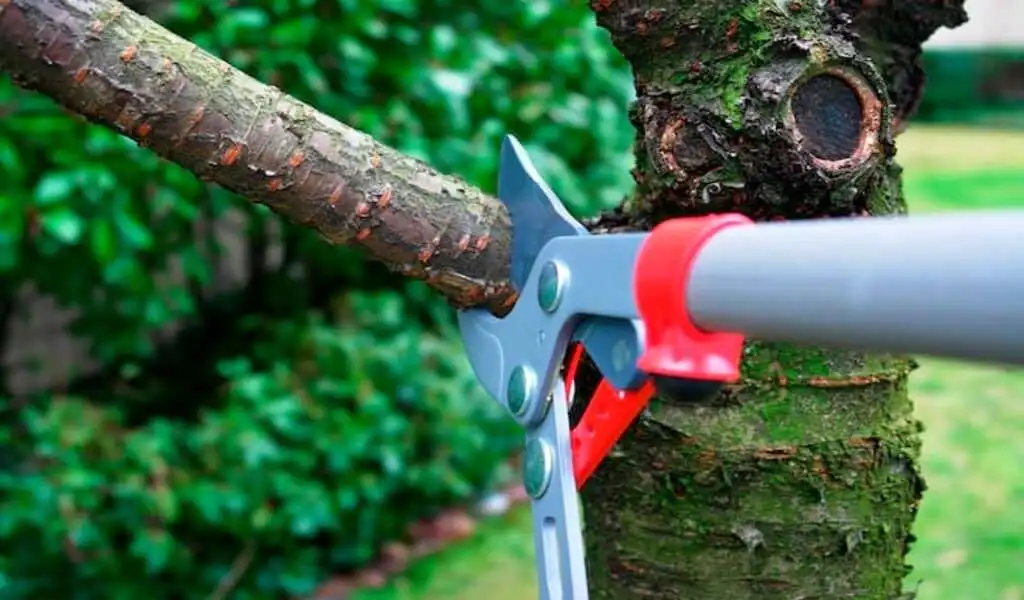 The Homeowner's Tree Removal Guide