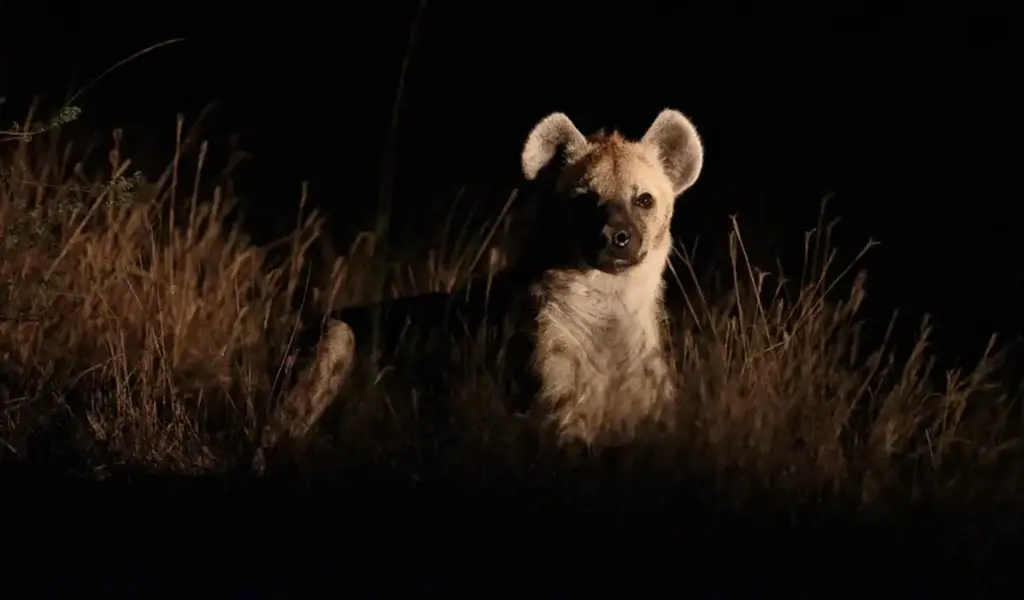 Watching Wildlife at Night