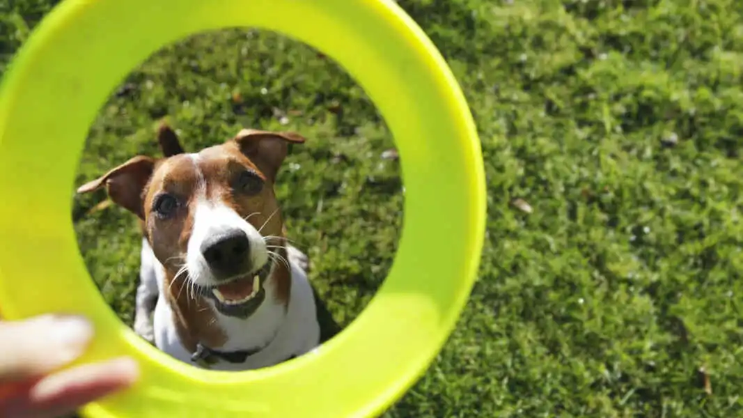 Dogs Are More Intelligent Than You Think 156 Dogs have the ability to ponder their past, and repeat the most recent action that they performed. Credit: Peter Cade / Getty Images