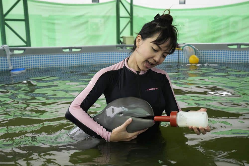 Baby Dolphin Rescued in Thailand Receives 24 Hour Loving Care
