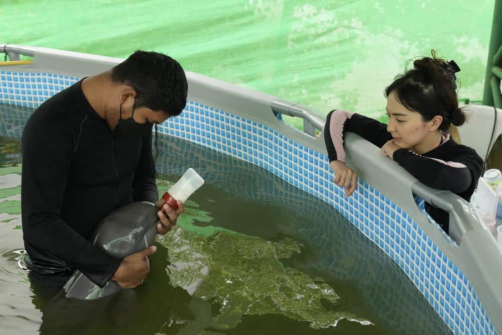 Baby Dolphin Rescued in Thailand