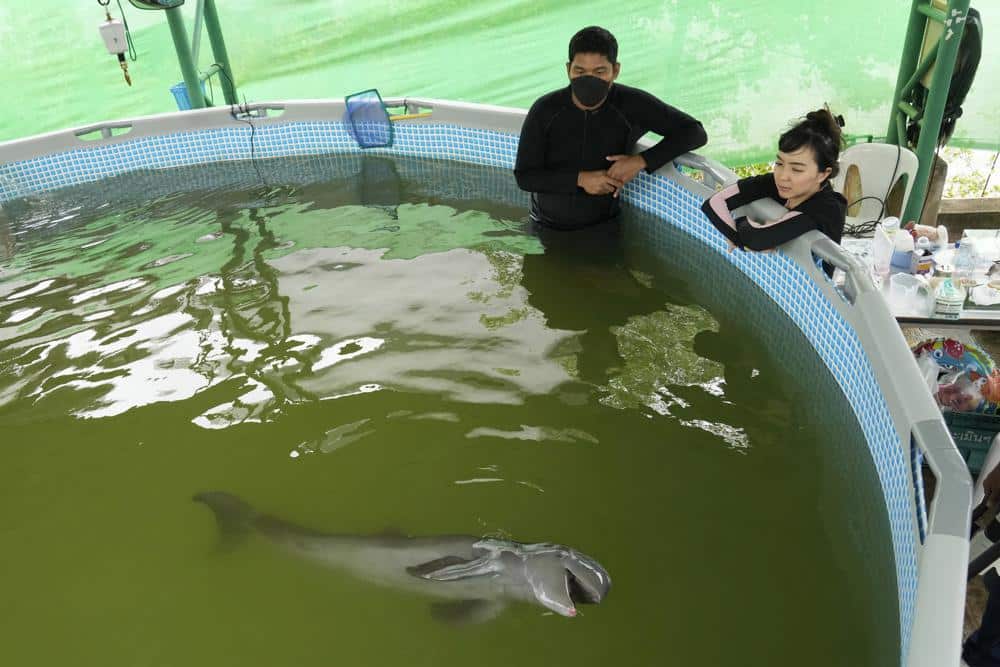 Baby Dolphin Rescued in Thailand