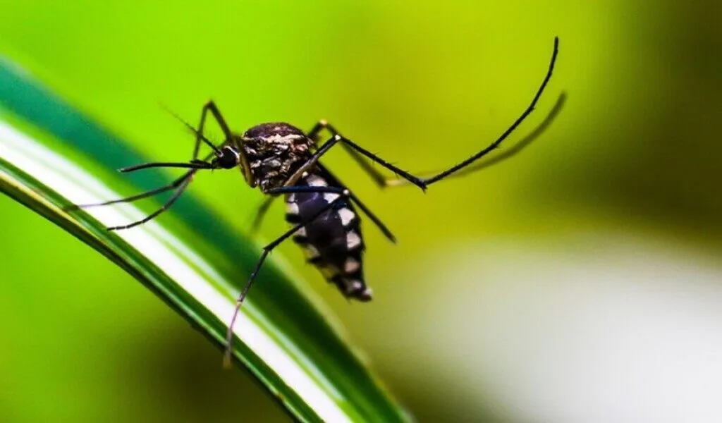 68 More Dengue Patients Hospitalized In Bangladesh