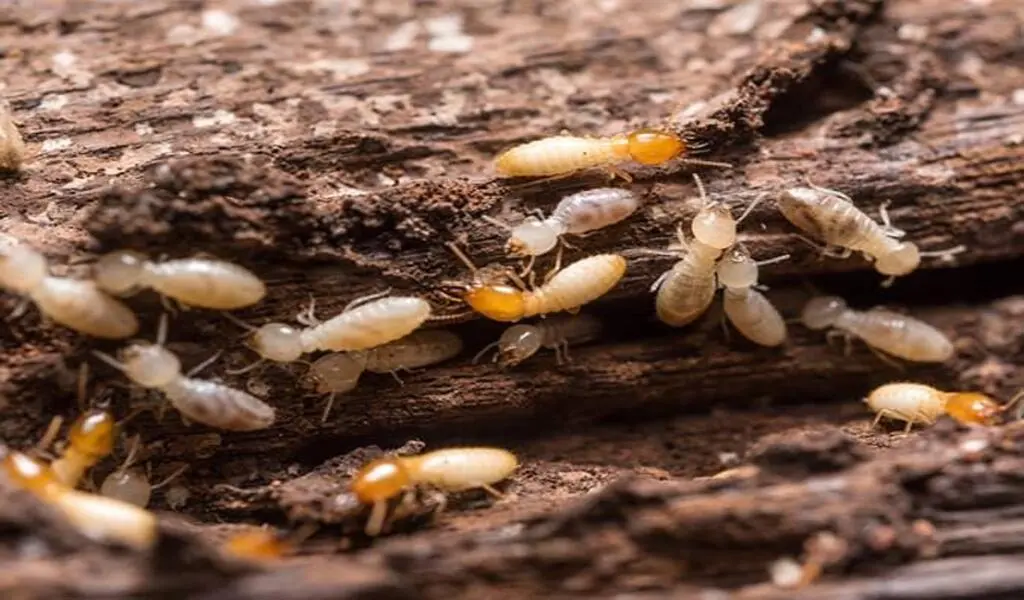 24h Pest Pros Assist Home Owners to Eradicate Termites