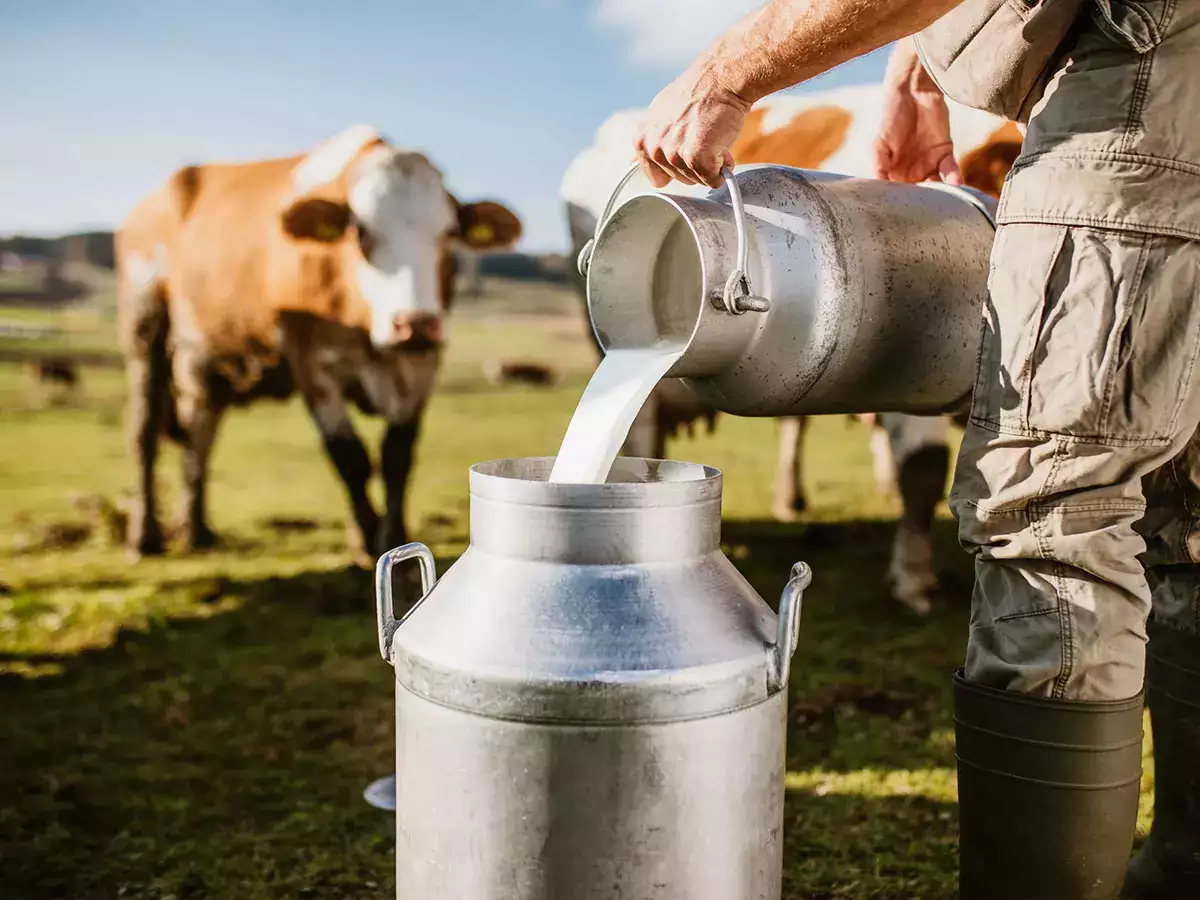 organic milk farm