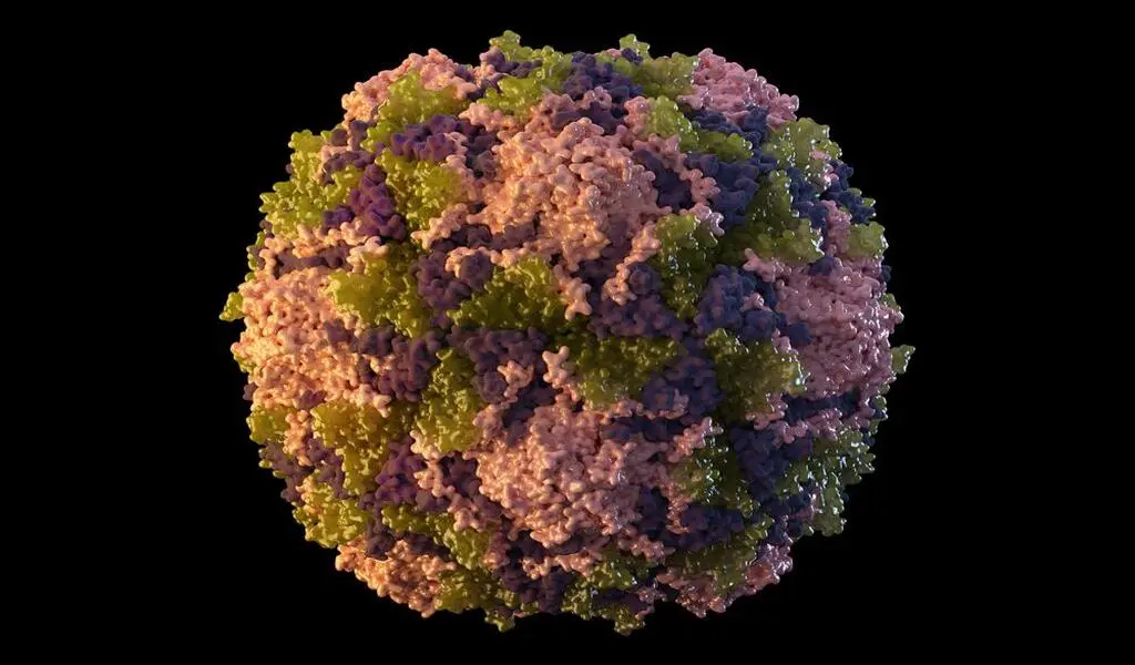 A Polio Virus Was Detected In Nyc'S Sewage, Suggesting The Virus Is Circulating 155 A Polio Virus Was Detected in NYC's Sewage, Suggesting the Virus is Circulating