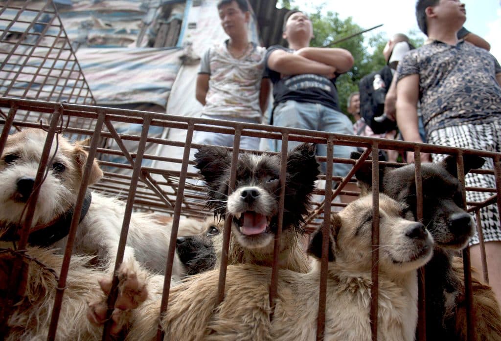 End to the Dog Meat Trade