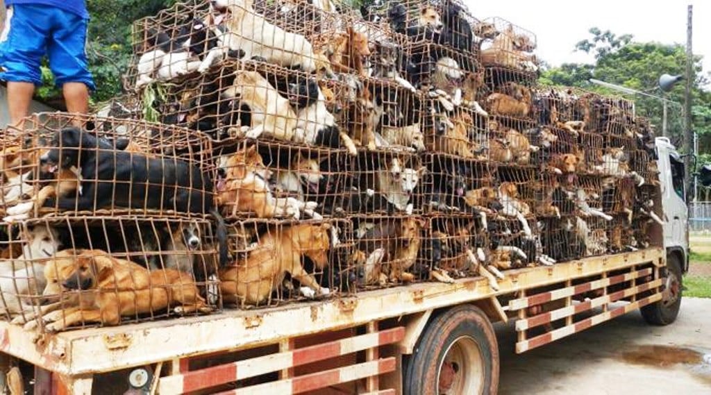 End to the Dog Meat Trade