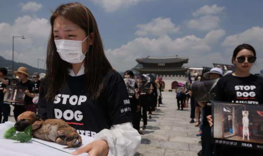 End to the Dog Meat Trade