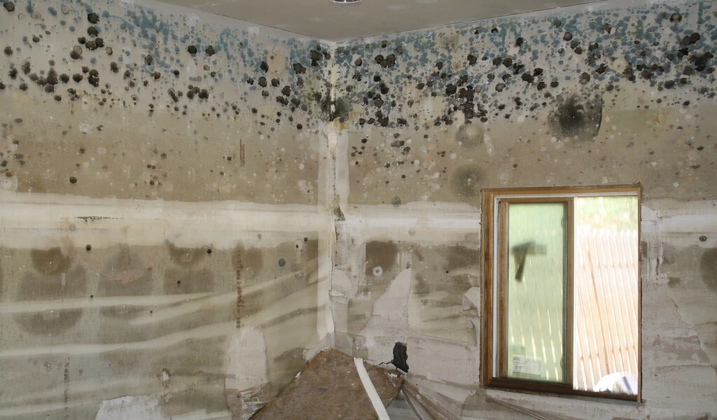 How to Remove Mold: The Ultimate Guide 2022