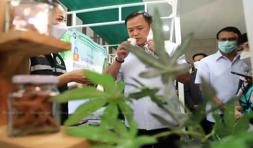 Malaysia Considers Medical Cannabis Law Influenced by Thai Policy
