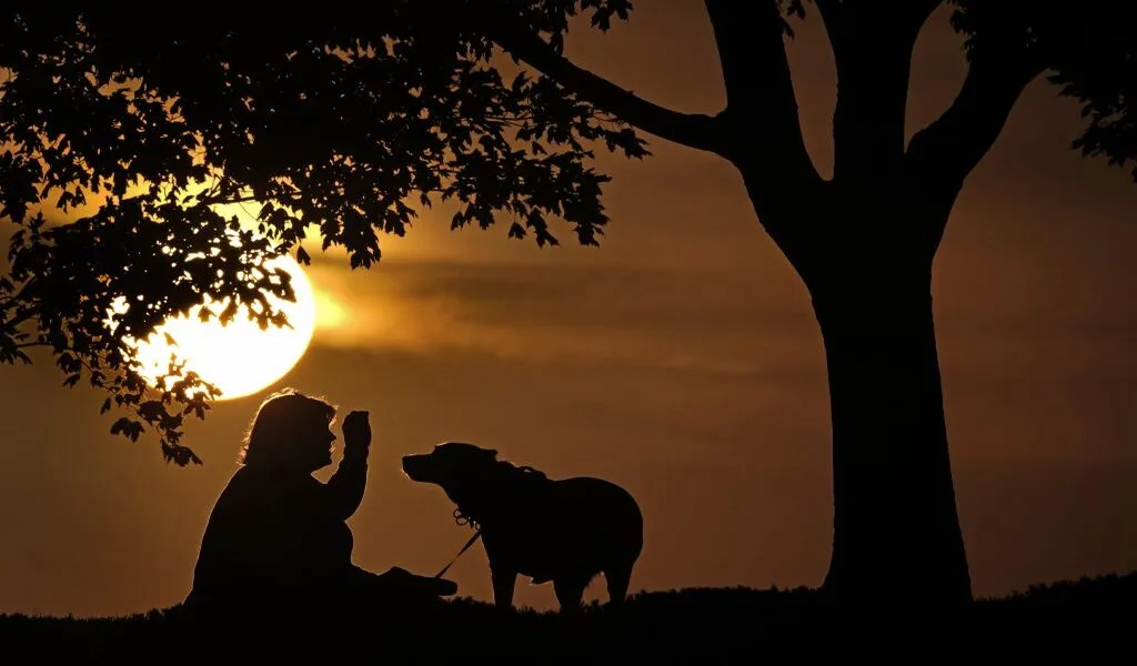 Monkeypox Can Spread To Pet Dogs, According To Doctors Report 155 Monkeypox Can Spread To Pet Dogs, According To Doctors Report