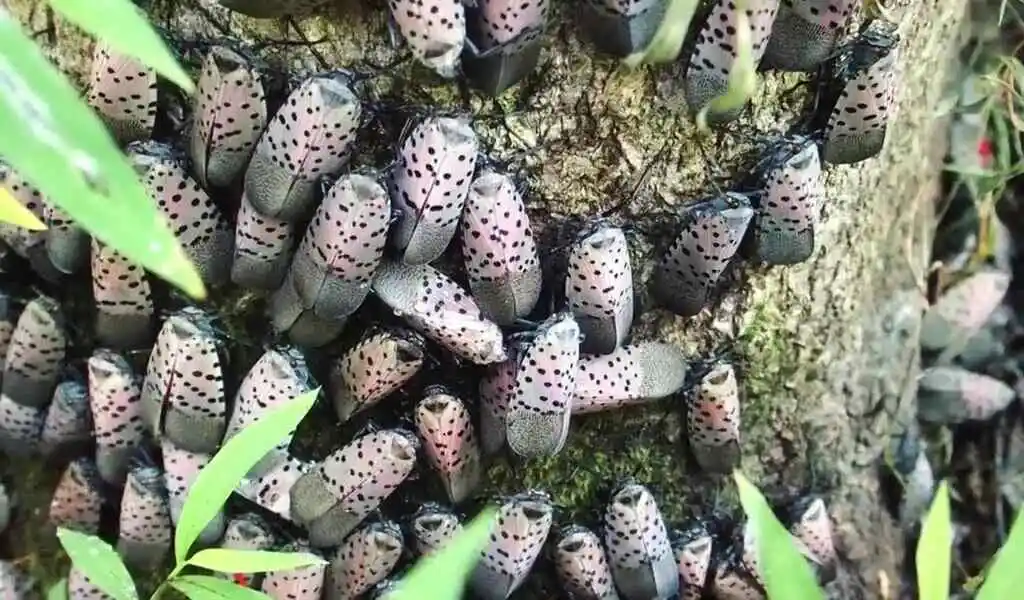 Spotted Lanternflies