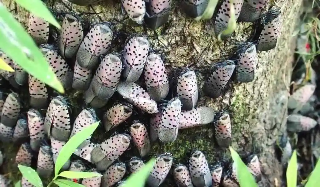 Spotted Lanternflies In Nyc Should Be Squished And Disposed Of 156 Spotted Lanternflies