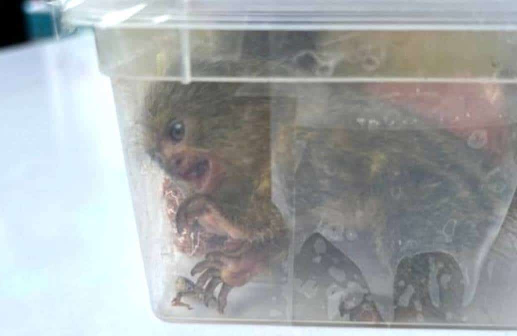 Man Nabbed Trying to Smuggle 17 Wild Animals to India