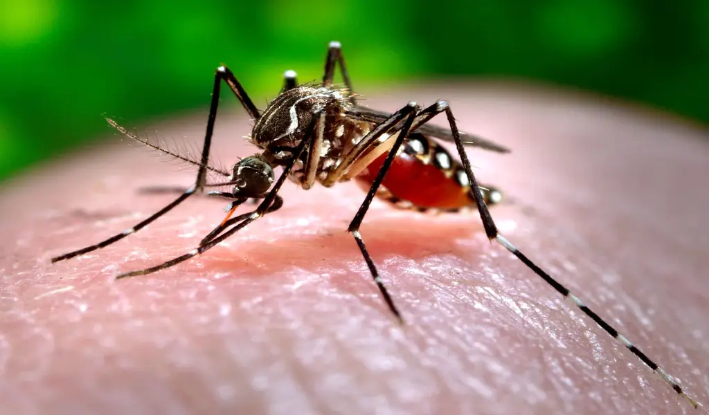 Thailand's Dengue Fever Cases Nearly Doubled in the Past Month