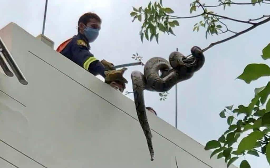 Snake encounter reported every 15 minutes in Bangkok