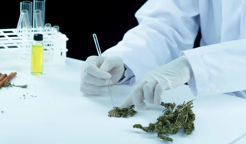 Marijuana For Patients: How Cannabis is Used in the World For Medical Purposes