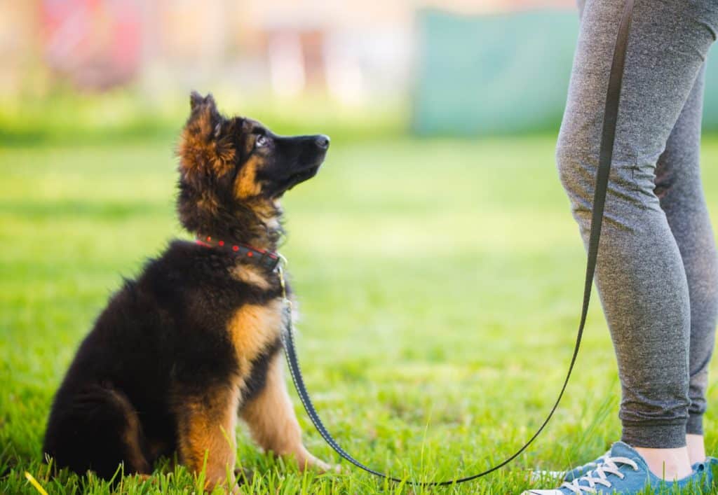 puppy training online