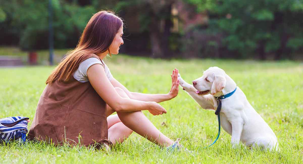 Best Puppy Training Online