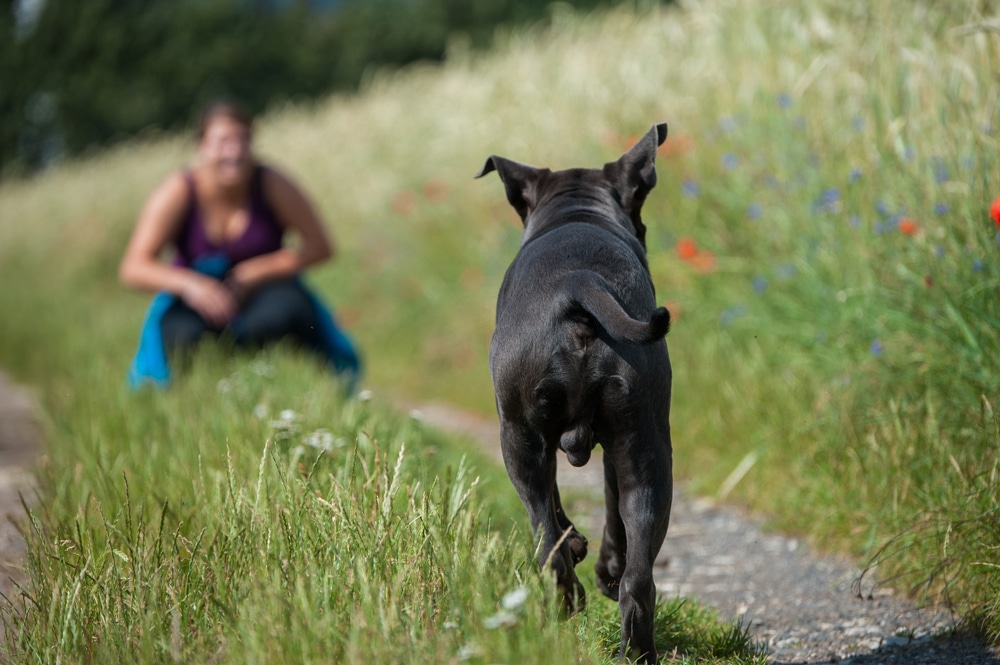 3 Best Was Of Training Your Dog To Come When Called 158 3 Best Was to Get Your Dog to Come When Called