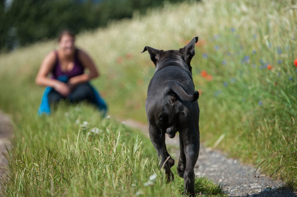 3 Best Was to Get Your Dog to Come When Called