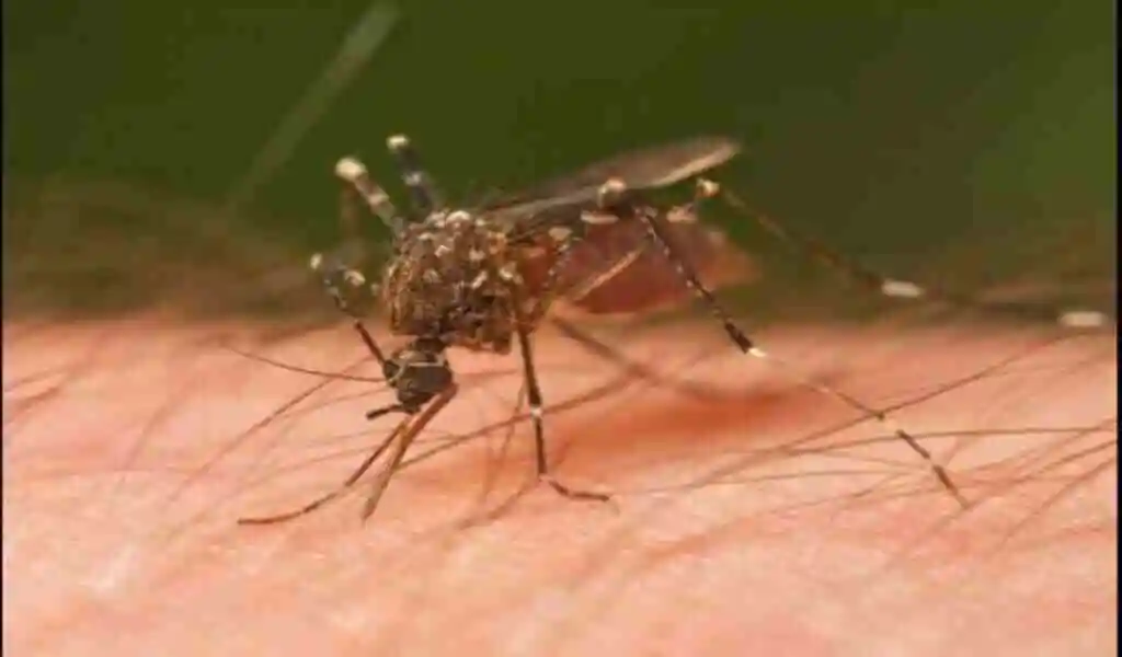 Dengue Fever Vaccine Progresses In Cuba