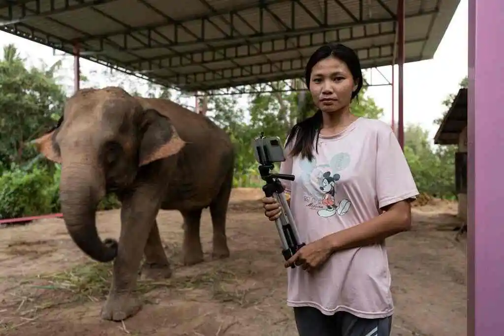 streaming asian elephants thailand