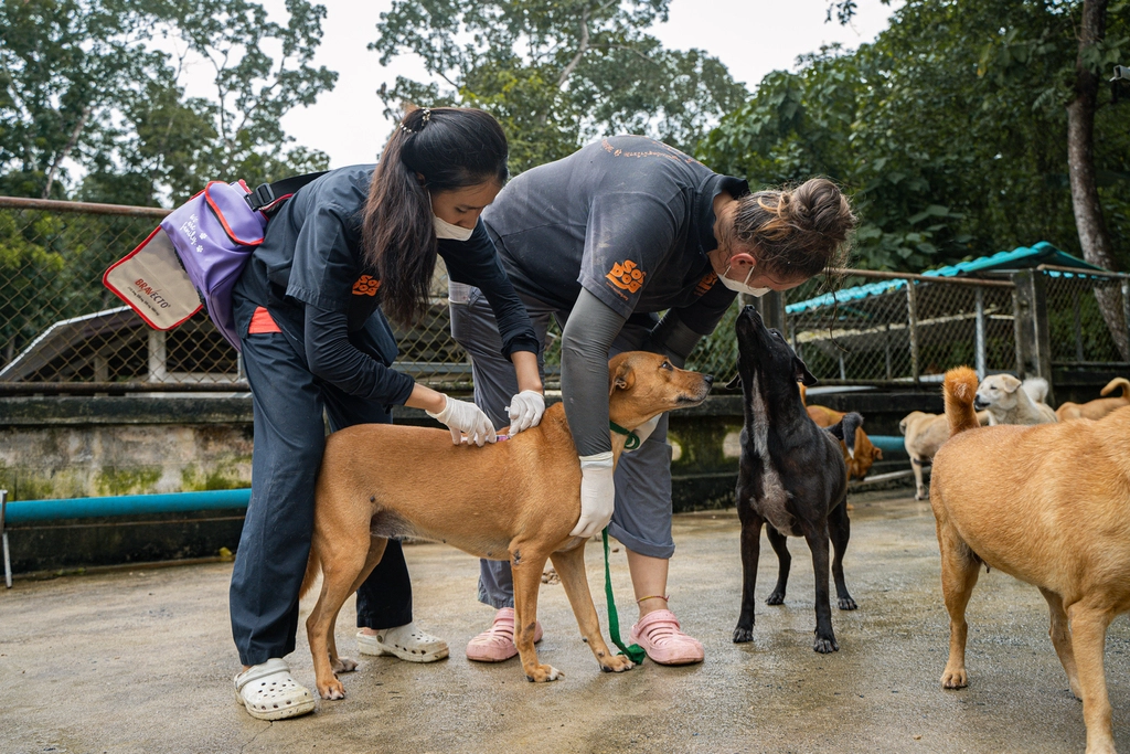 Soi Dog Carries Out Vaccinations