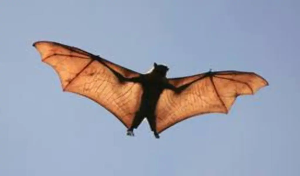 Rabid Bat Was Found In Orange County