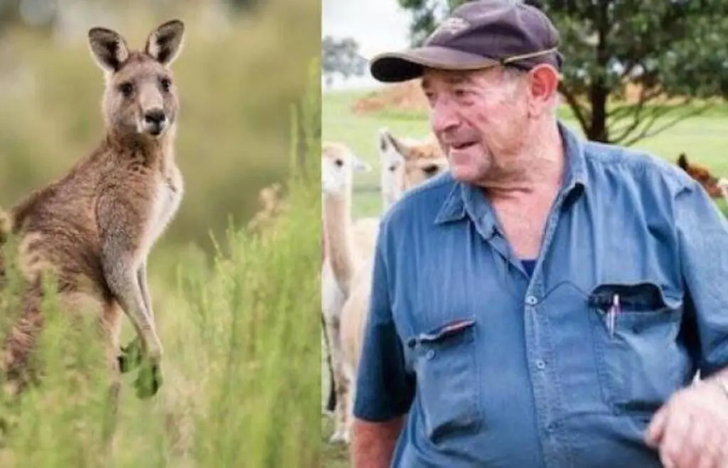 A 77-year-old man has been killed by a Kangaroo he allegedly kept as a pet in southwest Australia, police said Tuesday. The Kangaroo attack was the first of its kind in Australia since 1936. On Sunday, a relative found the 77-year-old man with “serious injuries” on his property in semirural Redmond, 400 kilometers (250 miles) southeast of Perth. Earlier in the day, the kangaroo attacked him and police shot it dead because it obstructed paramedics from reaching him. In a police statement, it was noted that emergency responders were continually threatened by the kangaroo. Sadly, the man passed away at the scene. An official cause of death will be recorded by a coroner based on the police report. A police investigation revealed that the victim had been keeping a wild kangaroo as a pet for some time. The police media office said Tuesday that they did not have any information to disclose regarding whether the victim was allowed to keep the wild kangaroo as pets. According to Tanya Irwin, who cares for macropods at the Native Animal Rescue service in Perth, Western Australian authorities rarely issue permits to keep kangaroos. Irwin added: "This looked like an adult male and these animals become aggressive when kept in captivity." Unfortunately, we don’t know why he was kept in captivity or whether he was in pain; they're not cute animals, they're wild animals," Irwin said. Her rescue center is always dedicated to rehabilitating native animals so they can be returned to the wild, especially kangaroos. It is necessary to have a special permit in order to do that. They don't really give them out very often unless you're a wildlife center with trained staff who know what they're doing," she explained. In Australia's southwest, western gray kangaroos are common. Weighting up to 54 kilograms (119 pounds), they stand 1.3 meters (4 feet 3 inches) high. In addition to fighting each other, the male kangaroos can be aggressive and use similar techniques against humans. In battle, they use their short upper limbs to grapple with their opponents, their muscular tails to take their body weight, and their powerful clawed hind legs to attack. In 1936, William Cruickshank of Hillston, New South Wales, died in a hospital after he had been attacked by a kangaroo months earlier. The Sydney Morning Herald newspaper reported at the time that Cruickshank suffered extensive head injuries when he attempted to rescue his two dogs from a large kangaroo.
