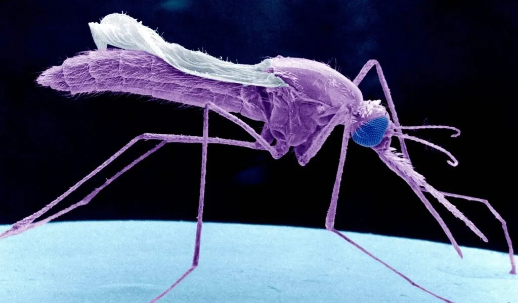 Malaria Vaccine From Genetically Modified Mosquitoes
