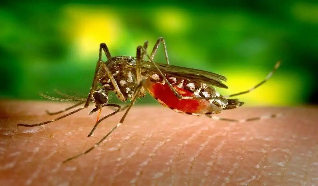 Using Mosquito DNA To Prevent Malaria, New Scientist Reports
