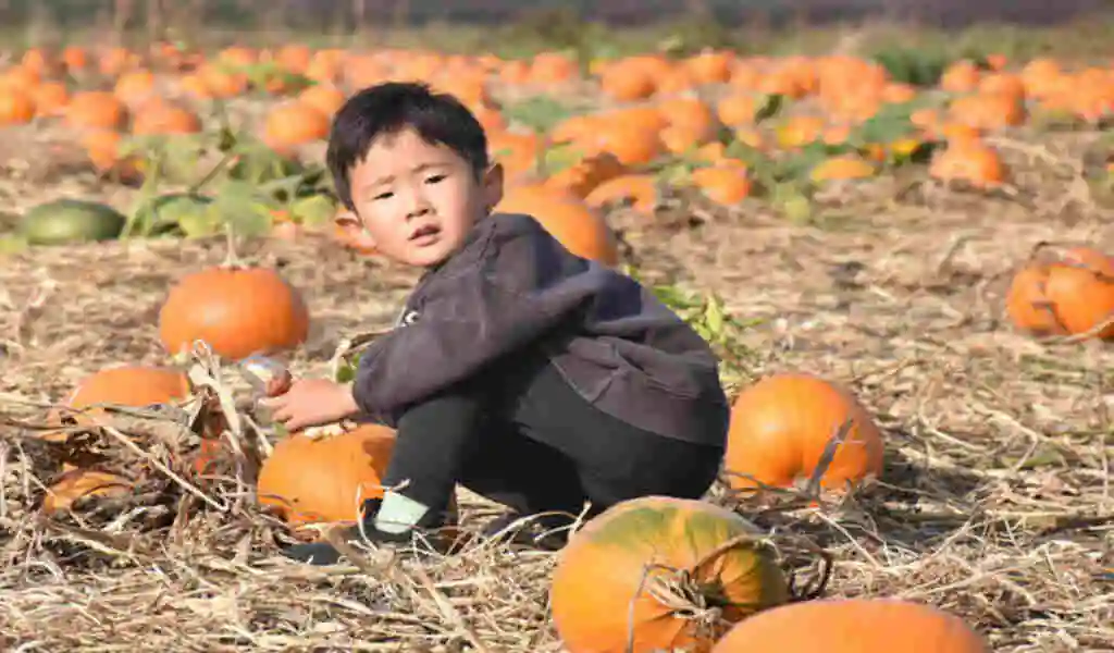At Maple Ridge Patch, Pumpkin Pickers Select Their Perfect Pumpkins