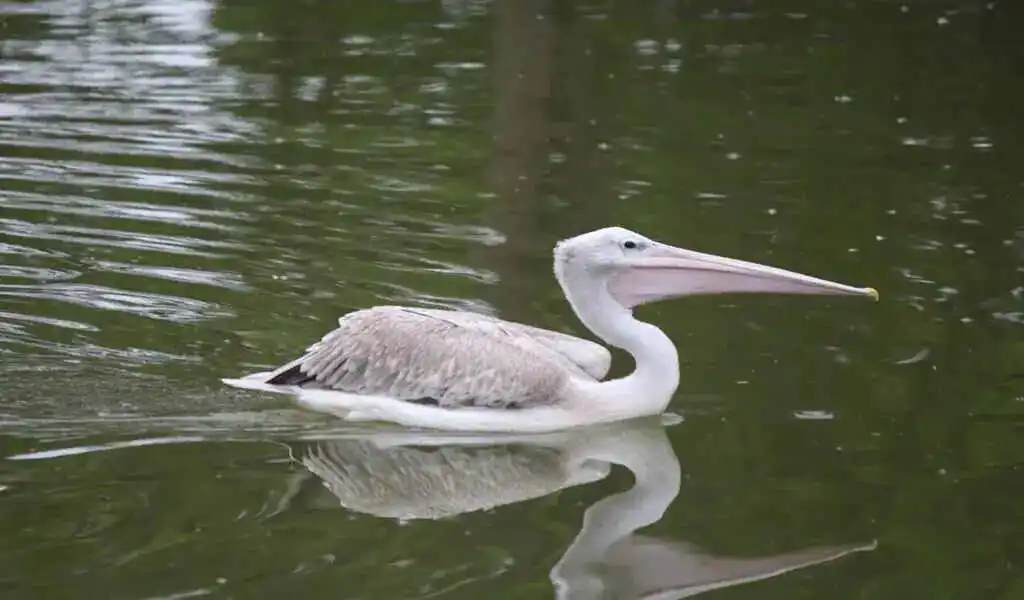 Omaha Zoo Closes Several Exhibits After a Pelican Dies From Bird Flu