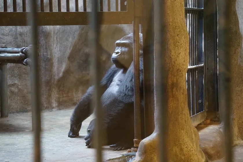 Shopping Mall Zoo in Bangkok Wants $798,000 to Release of Gorilla Caged for 30 Years