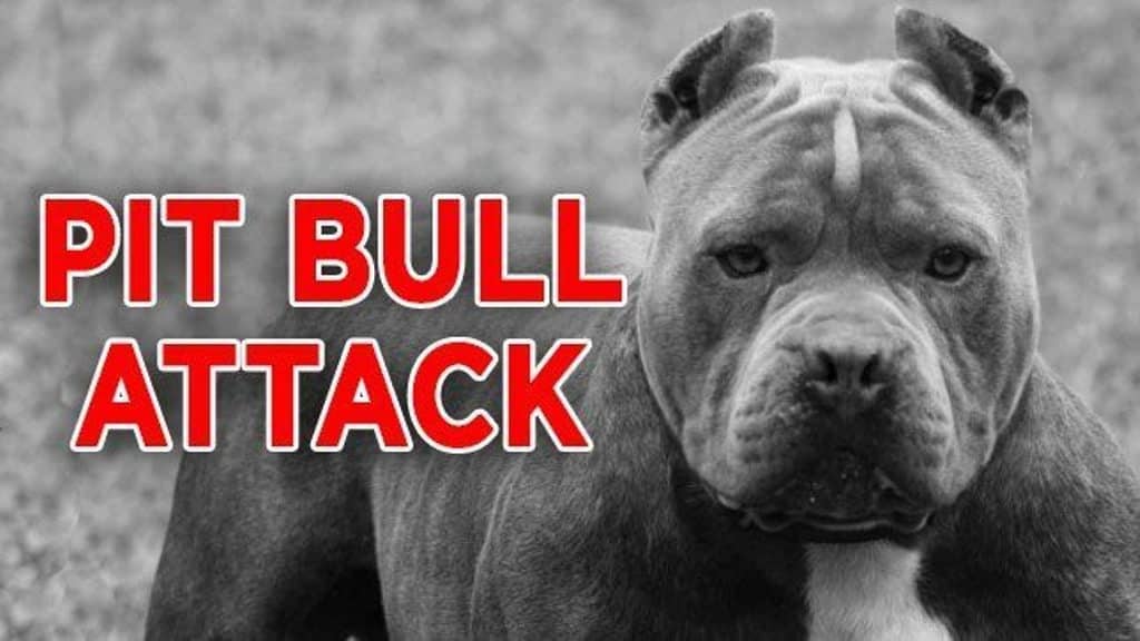 Owner of 7 Pit Bulls Attacked and Killed By His Own Dogs