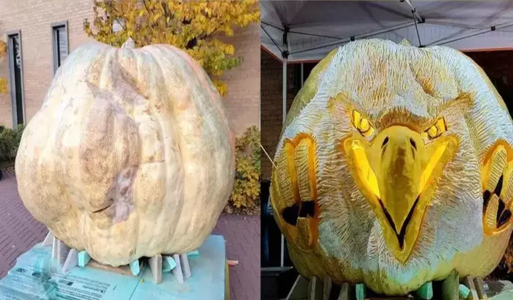 Pumpkin 1161 Kilograms in Weight to be Carved Into World's largest Jack-o'-lantern