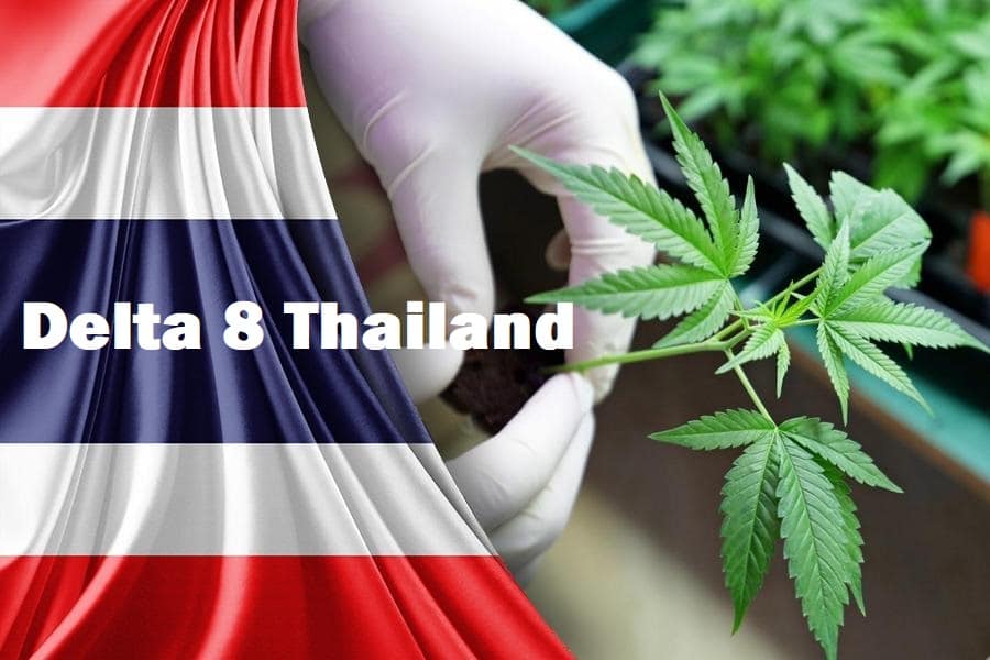 5 Reasons Why Delta 8 Products are Popular in Thailand