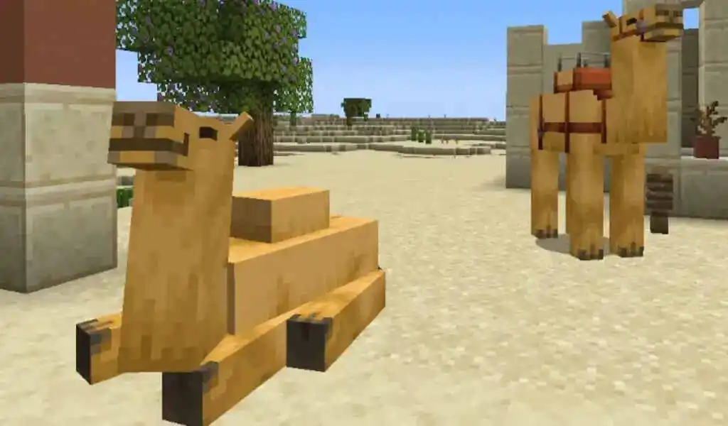 The Minecraft Camel: What We Know So Far