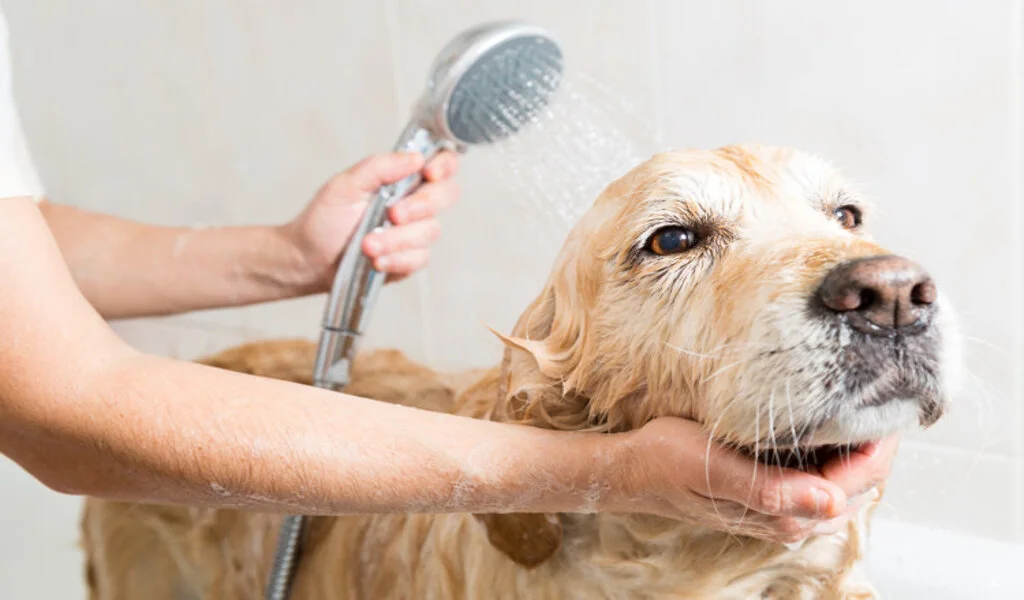 What’s the Next Level in Dog Pampering?