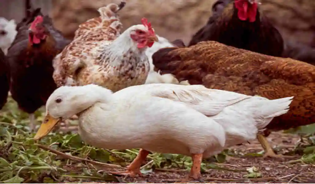 RI's DEM Reports First Avian Flu Outbreak In Backyard Flocks