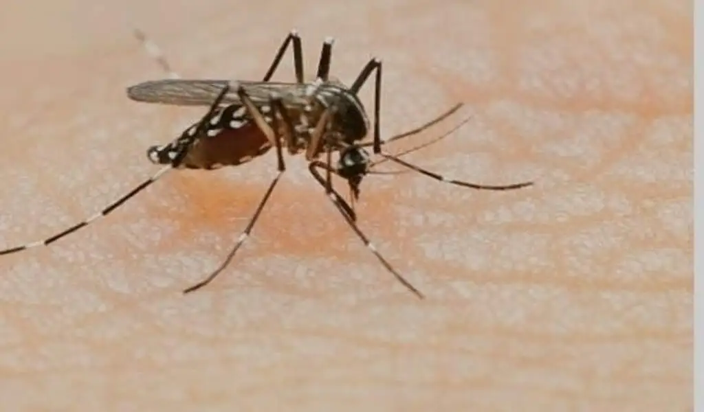 Vaccines Against Dengue, Malaria, And Chikungunya