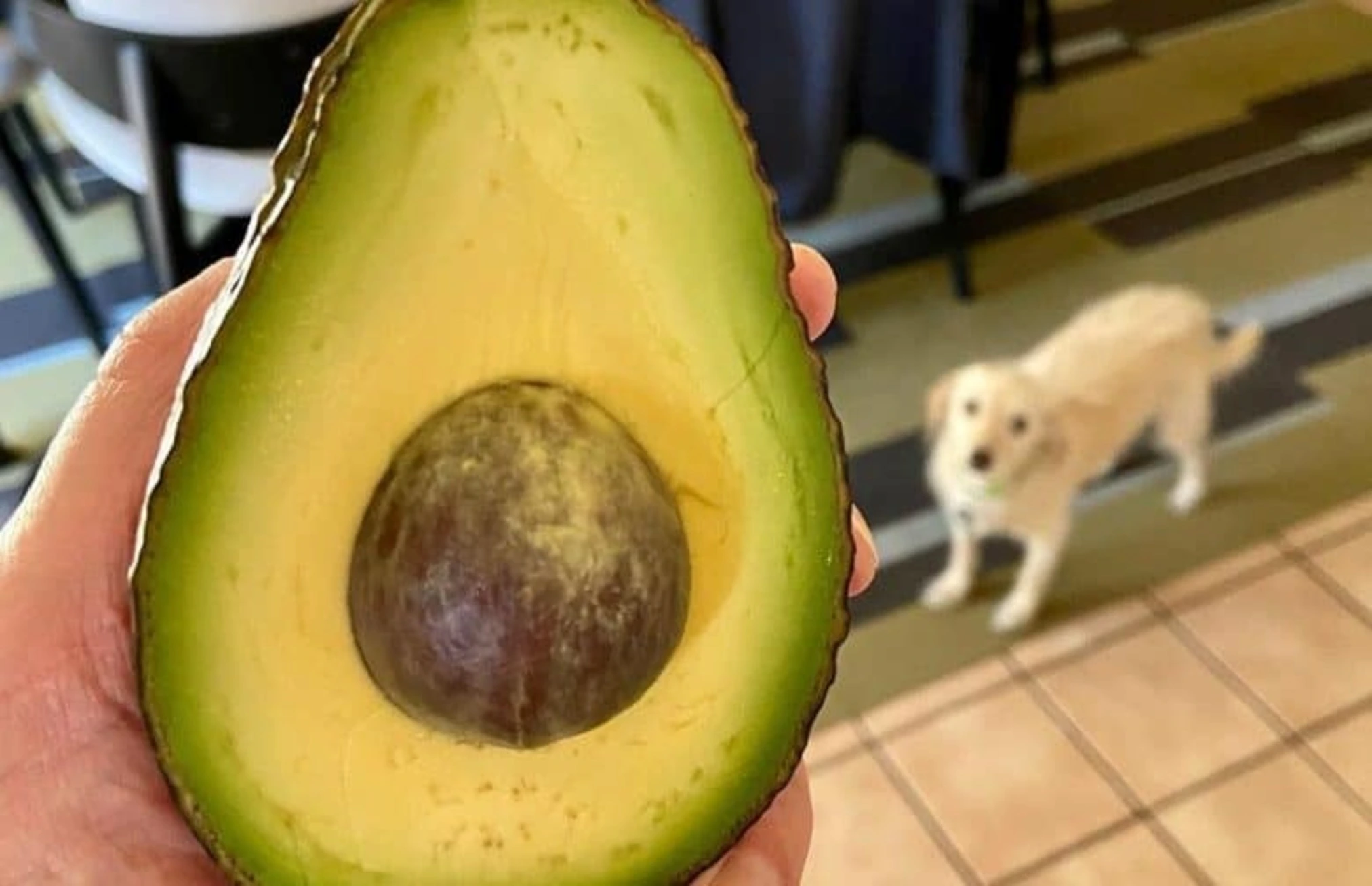Can Your Dog Eat Avocados