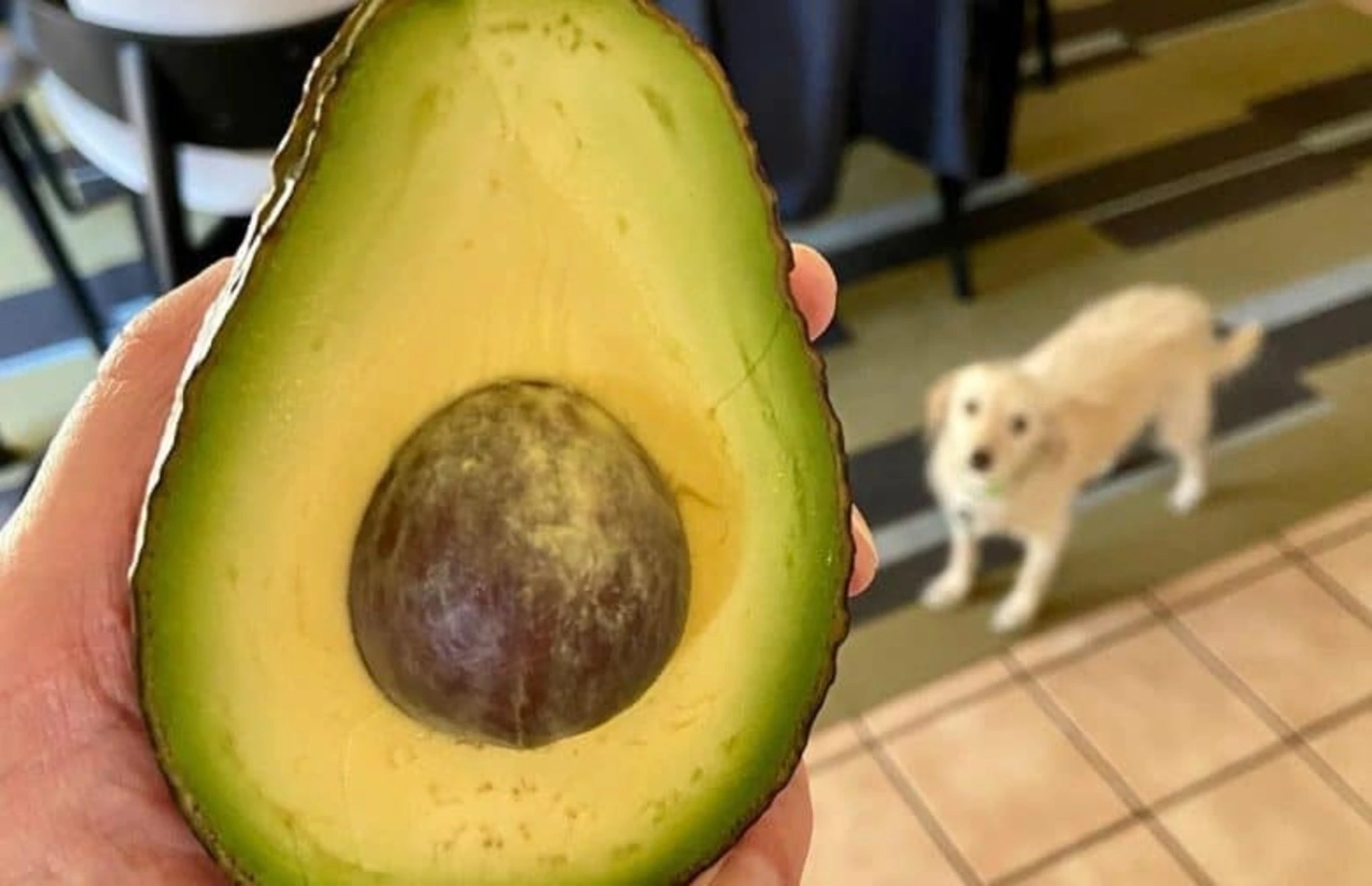 Can Dogs Eat Avocados? 4 Things You Need To Know