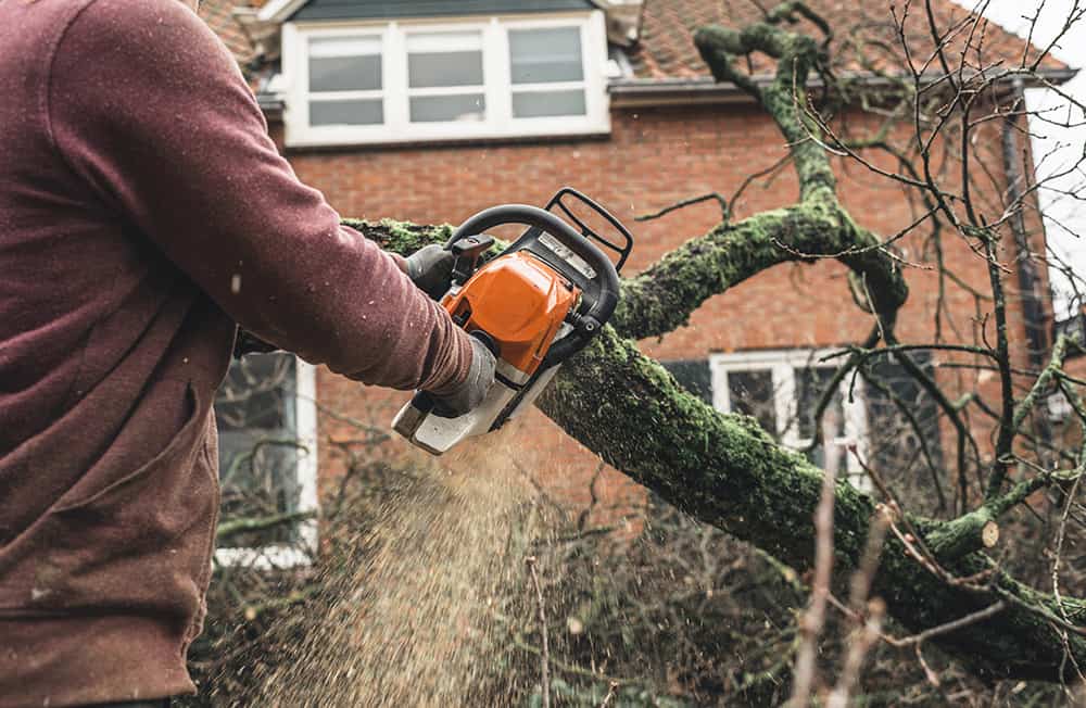 Top 3 Signs Your Tree Needs to Be Removed